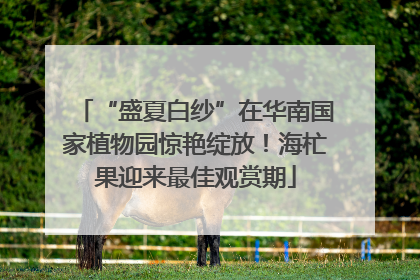 “盛夏白纱”在华南国家植物园惊艳绽放！海杧果迎来最佳观赏期