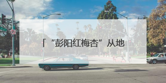 “彭阳红梅杏”从地标到金标的品牌蜕变