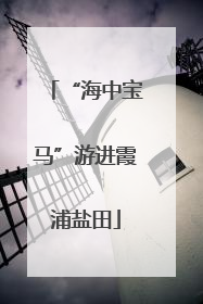 “海中宝马”游进霞浦盐田