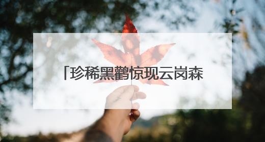 珍稀黑鹳惊现云岗森林公园！丰台这片宝地藏着多少惊喜？
