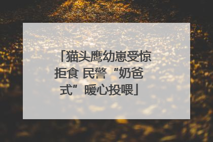 猫头鹰幼崽受惊拒食 民警“奶爸式”暖心投喂