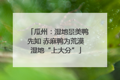 瓜州：湿地景美鸭先知 赤麻鸭为荒漠湿地“上大分”