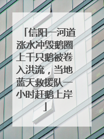 信阳一河道涨水冲毁鹅圈上千只鹅被卷入洪流，当地蓝天救援队一小时赶鹅上岸