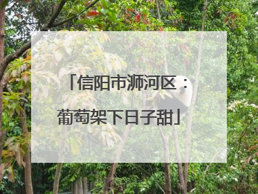 信阳市浉河区：葡萄架下日子甜