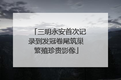 三明永安首次记录到发冠卷尾筑巢繁殖珍贵影像