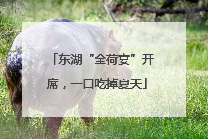 东湖“全荷宴”开席，一口吃掉夏天