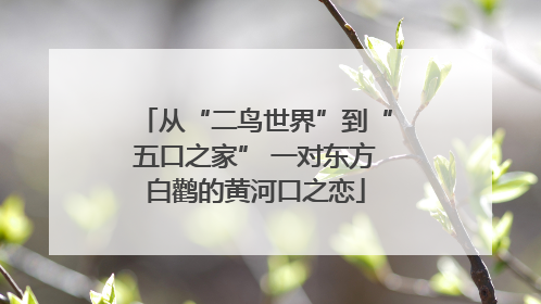 从“二鸟世界”到“五口之家” 一对东方白鹳的黄河口之恋