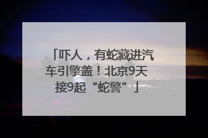 吓人，有蛇藏进汽车引擎盖！北京9天接9起“蛇警”