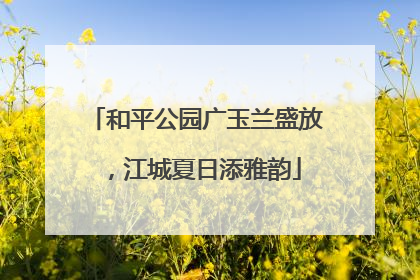 和平公园广玉兰盛放，江城夏日添雅韵