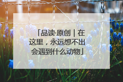 品读·原创｜在这里，永远想不出会遇到什么动物