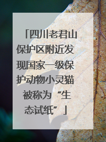 四川老君山保护区附近发现国家一级保护动物小灵猫 被称为“生态试纸”