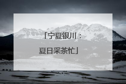 宁夏银川：夏日采茶忙