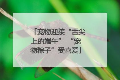 宠物迎接“舌尖上的端午” “宠物粽子”受喜爱