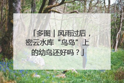 多图｜风雨过后，密云水库“鸟岛”上的幼鸟还好吗？