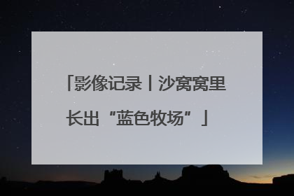 影像记录丨沙窝窝里长出“蓝色牧场”