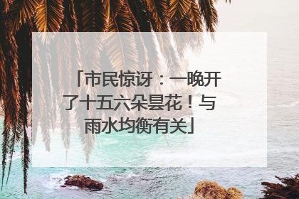 市民惊讶：一晚开了十五六朵昙花！与雨水均衡有关