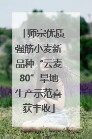 师宗优质强筋小麦新品种“云麦80”旱地生产示范喜获丰收