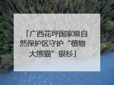 广西花坪国家级自然保护区守护“植物大熊猫”银杉