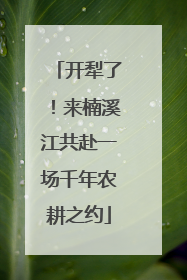 开犁了！来楠溪江共赴一场千年农耕之约