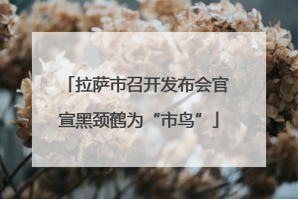 拉萨市召开发布会官宣黑颈鹤为“市鸟”