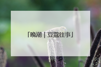 晚潮｜豆蔻往事