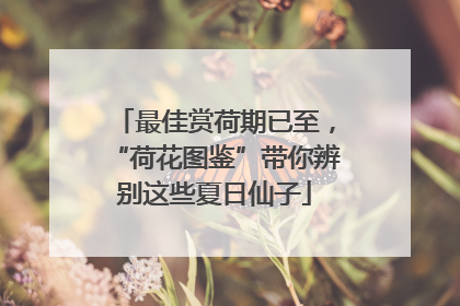 最佳赏荷期已至，“荷花图鉴”带你辨别这些夏日仙子