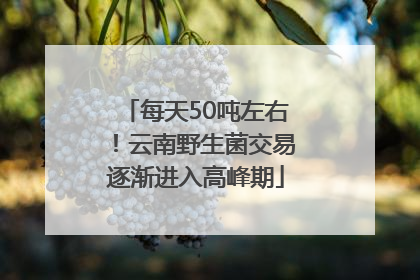 每天50吨左右！云南野生菌交易逐渐进入高峰期