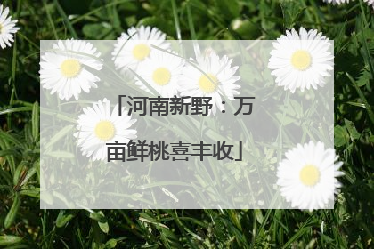 河南新野：万亩鲜桃喜丰收