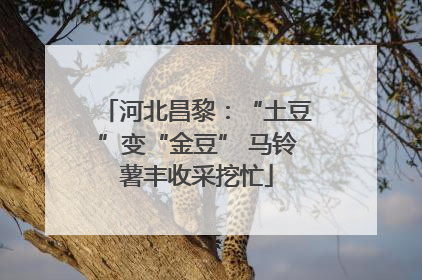河北昌黎：“土豆”变“金豆” 马铃薯丰收采挖忙