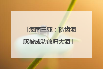 海南三亚：糙齿海豚被成功放归大海