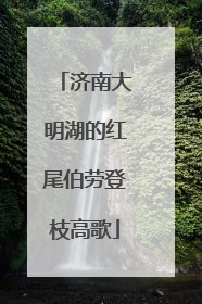 济南大明湖的红尾伯劳登枝高歌