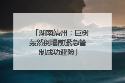 湖南靖州：巨树轰然倒塌前紧急管制成功避险