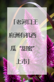 老河口王府洲有机西瓜“甜蜜”上市