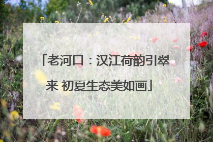 老河口：汉江荷韵引翠来 初夏生态美如画