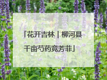 花开吉林｜柳河县千亩芍药竞芳菲