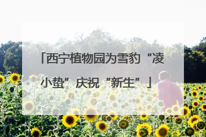 西宁植物园为雪豹“凌小蛰”庆祝“新生”