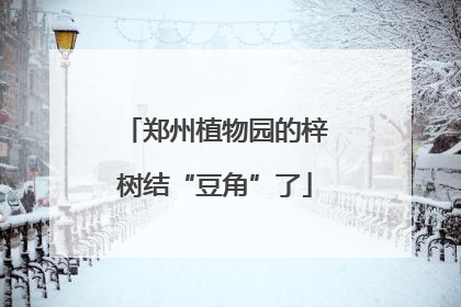 郑州植物园的梓树结“豆角”了