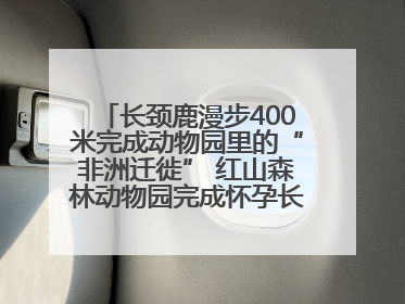 长颈鹿漫步400米完成动物园里的“非洲迁徙” 红山森林动物园完成怀孕长颈鹿步行转运