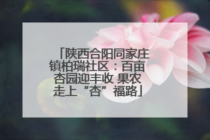 陕西合阳同家庄镇柏瑞社区：百亩杏园迎丰收 果农走上“杏”福路