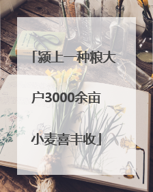 颍上一种粮大户3000余亩小麦喜丰收