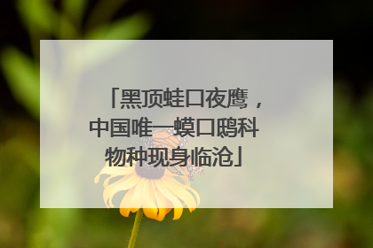 黑顶蛙口夜鹰，中国唯一蟆口鸱科物种现身临沧